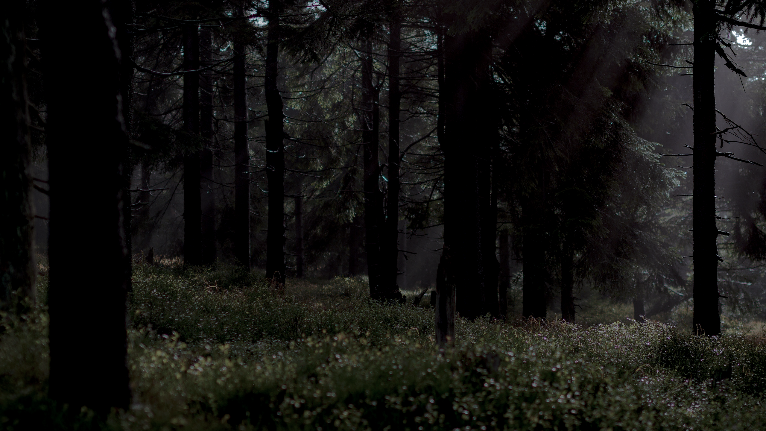 forêt de nuit